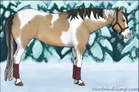 Horse Color:Buckskin Dun Splash Tobiano