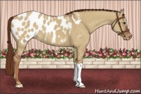 Horse Color:Red Dun Appaloosa