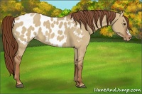 Horse Color:Red Dun Appaloosa