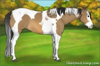 Horse Color:Bay Dun Splash Tobiano 