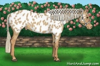 Horse Color:Red Dun Appaloosa 