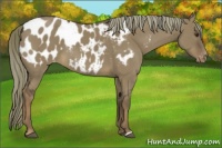 Horse Color:Liver Red Dun Appaloosa 