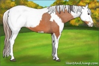Horse Color:Bay Splash Tobiano Appaloosa  and Bay Splash Tobiano Appaloosa Rabicano 