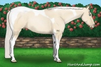 Horse Color:Silver Buckskin Pearl Dun Tobiano Rabicano