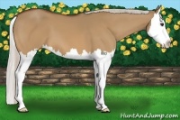 Horse Color:Silver Bay Dun Splash