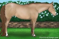 Horse Color:Brown Pearl Sabino