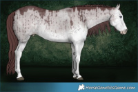 Horse Color:White Spotted Chocolate Brown Chinchilla Dun Sabino Brindle 