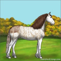 Horse Color:Red Dun Splash  and Chestnut Splash 