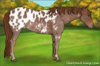 Horse Color:Chestnut Appaloosa