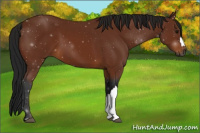 Horse Color:Gray Bay 