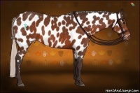 Horse Color:Silver Brown Near Leopard 