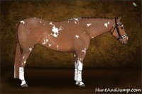 Horse Color:White Spotted Chestnut Tobiano Rabicano 