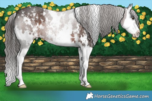 Horse Color:White Spotted Liver Chestnut Sabino Splash 