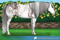 Horse Color:White Spotted Liver Chestnut Sabino Splash 