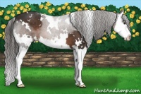 Horse Color:White Spotted Liver Chestnut Sabino Splash