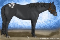 Horse Color:Black Appaloosa Rabicano 