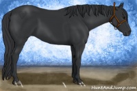Horse Color:Black Rabicano 