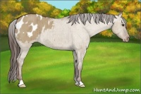 Horse Color:Liver Red Dun Appaloosa Brindle 