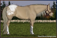 Horse Color:Red Dun Mushroom Appaloosa