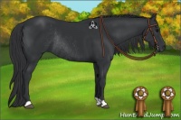 Horse Color:Black Rabicano 