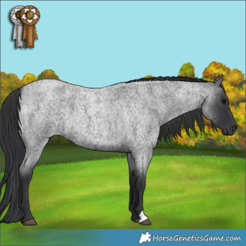 Horse Color:Blue Roan 