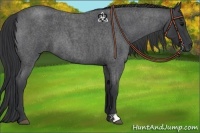 Horse Color:Blue Roan 