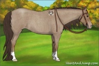 Horse Color:Classic Champagne Roan 