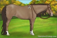Horse Color:Classic Champagne 