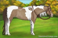 Horse Color:Classic Champagne Tobiano Rabicano