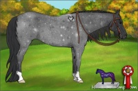 Horse Color:Blue Roan 