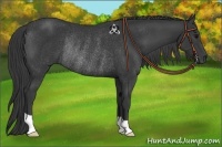 Horse Color:Black Rabicano 