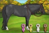 Horse Color:Smoky Blue Roan 