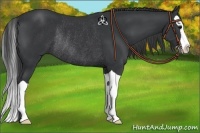 Horse Color:Black Splash Rabicano 