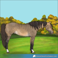 Horse Color:Buckskin Dun Brindle 