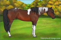 Horse Color:Bay Tobiano 