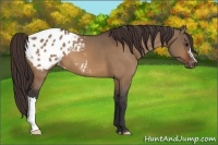 Horse Color:Bay Dun Appaloosa 