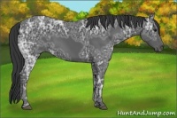 Horse Color:Black Ice 
