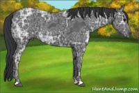 Horse Color:Black Ice 