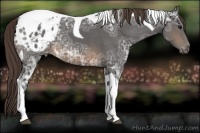 Horse Color:Buckskin Ice Tobiano Varnish 