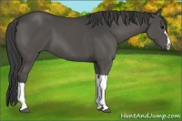 Horse Color:Smoky Black 