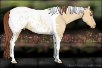 Horse Color:Amber Champagne Dun Tobiano Appaloosa Rabicano