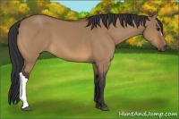 Horse Color:Bay Dun