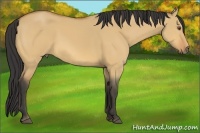 Horse Color:Buckskin Dun 