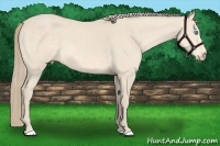 Horse Color:Perlino 