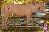 Horse Color:Chestnut Appaloosa