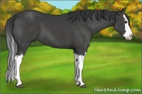 Horse Color:Black Splash