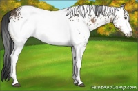 Horse Color:White Spotted Buckskin Rabicano 