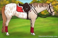 Horse Color:Buckskin Pearl Appaloosa 