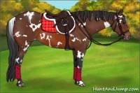 Horse Color:White Spotted Bay Appaloosa 