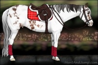 Horse Color:Bay Sabino 